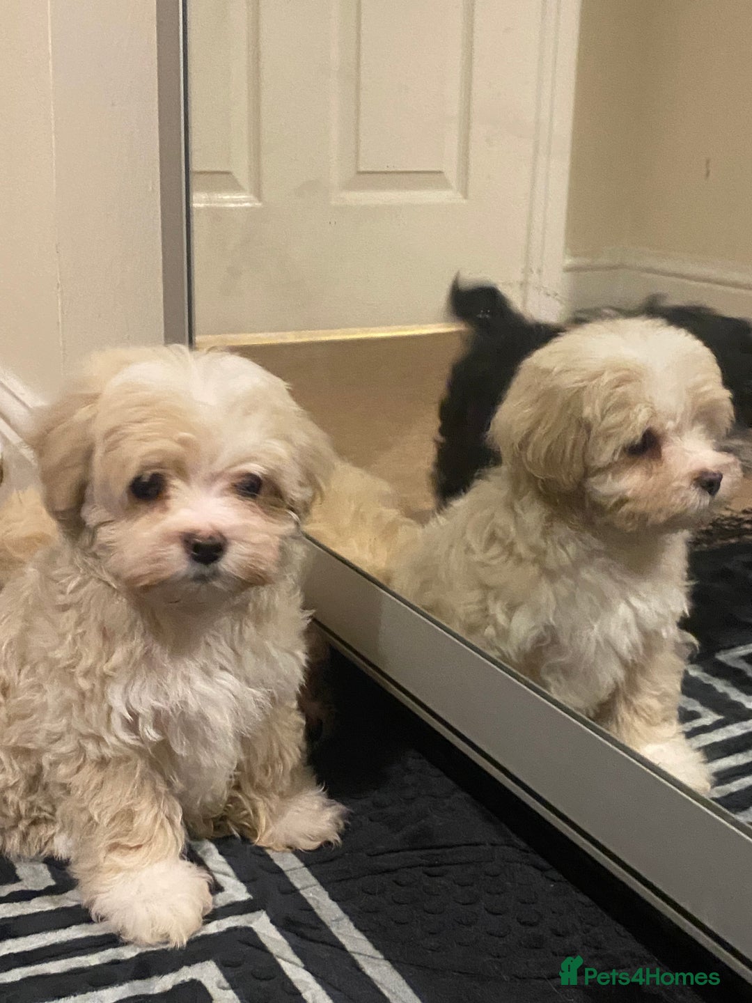 Maltipoo dogs for sale:  **  Korean maltipoo girls. - Advert 11
