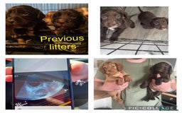 Cocker Spaniel dogs for stud: KC DNA CLEAR PROVEN STUD - Image 10