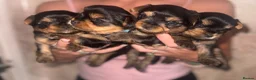 Yorkshire Terrier dogs for sale: Adorable Yorkshire Terrier Puppies 🐶 💖 - Advert 5
