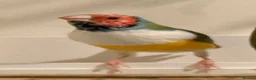 Finches birds for sale: Gouildian finches boys 6 months old - Advert 3