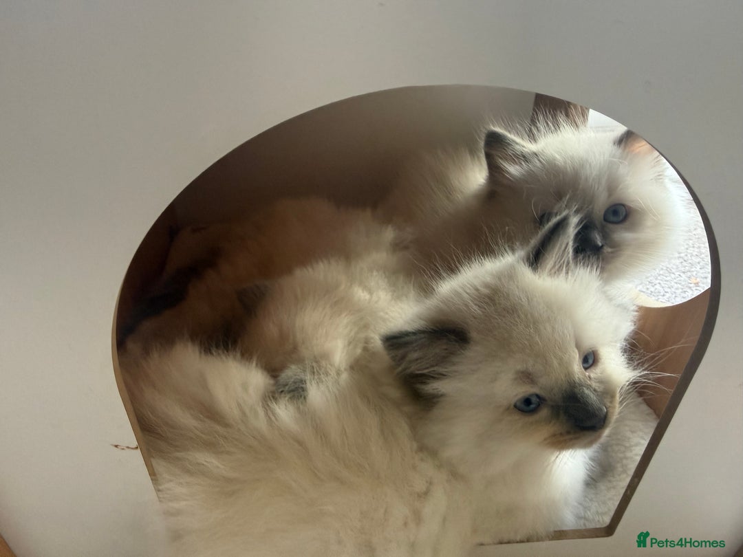 Ragdoll cats for sale: 6 Gorgeous Full Breed Ragdoll Kittens Ready to Go! - Advert 7