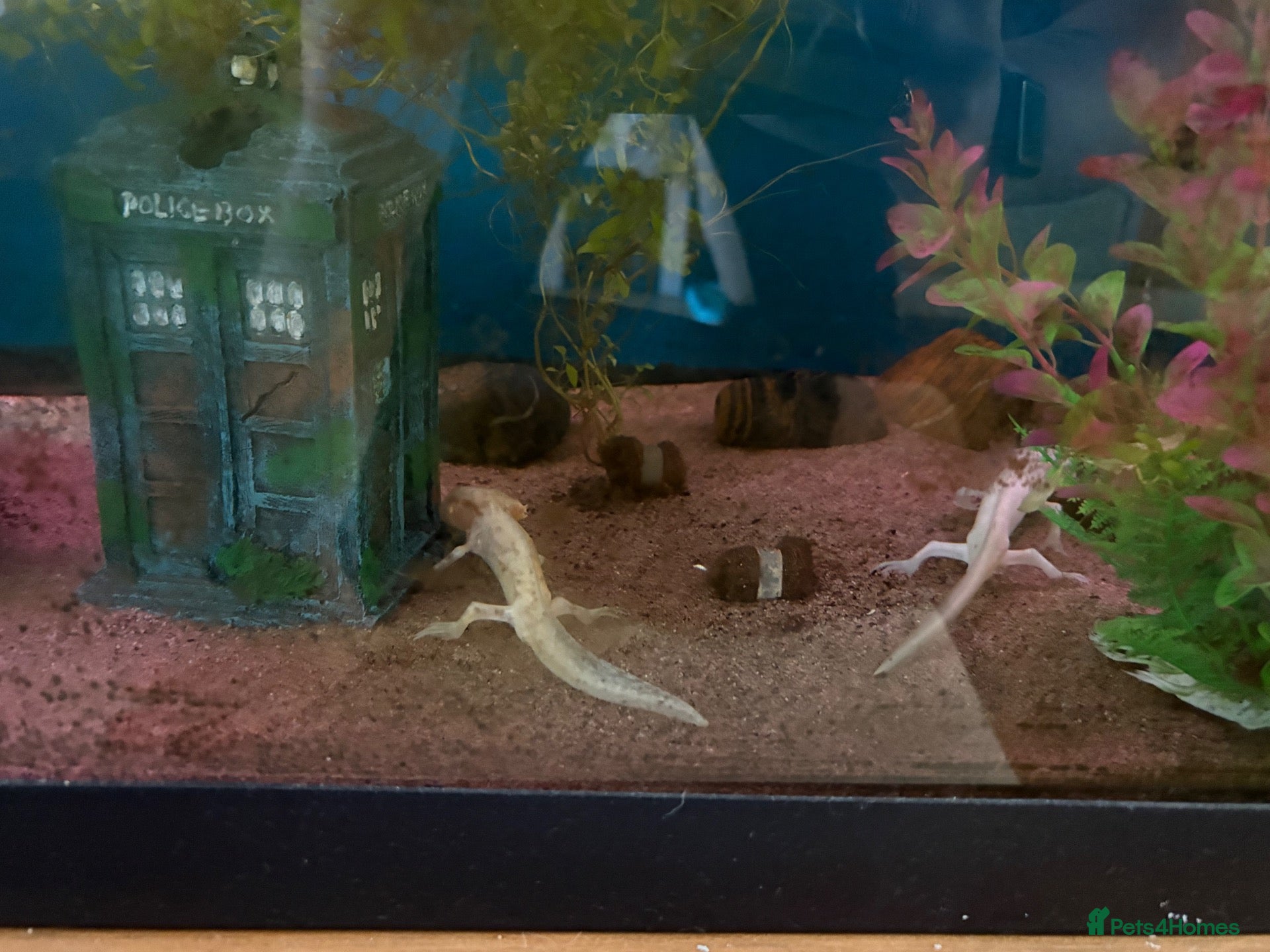 Axolotl reptiles 3 axolotls and tank for sale  - Advert 1