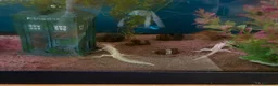 Axolotl reptiles for sale: 3 axolotls and tank for sale  in Manchester - Advert 1