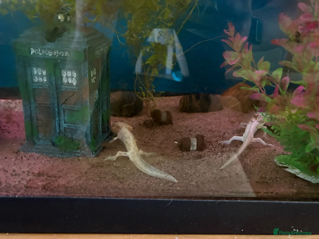 Axolotl reptiles for sale: 3 axolotls and tank for sale  in Manchester - Advert 1