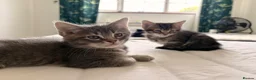 Domestic Shorthair cats for sale: Adorable Male kittens - Advert 2