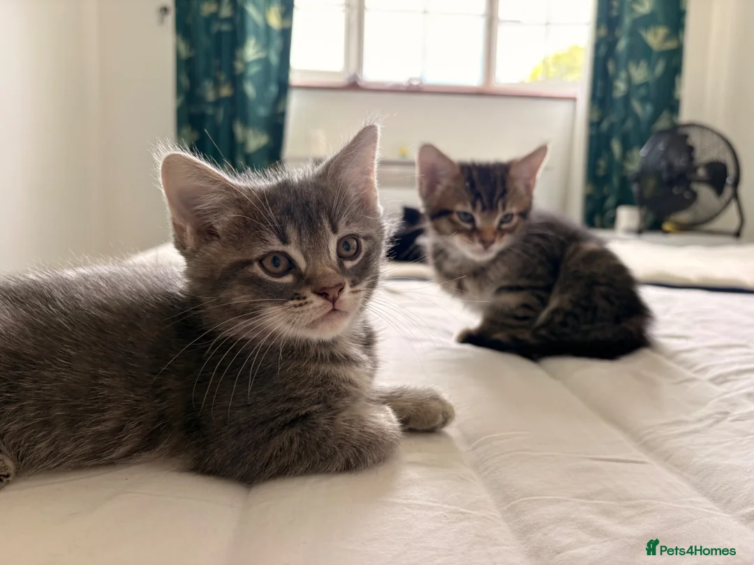 Domestic Shorthair cats for sale: Adorable Male kittens - Advert 2