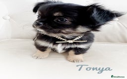 Chihuahua dogs for sale: KC long coat quality chihuahua Licensed breeder - Image 12