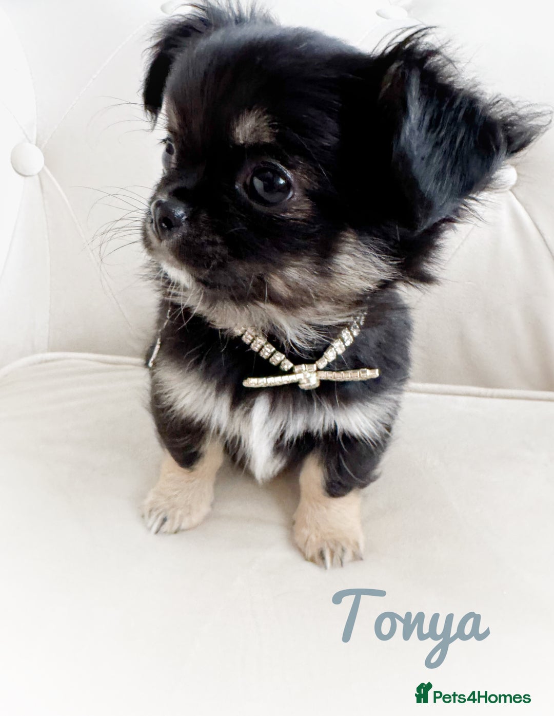 Chihuahua dogs for sale: KC long coat quality chihuahua Licensed breeder - Image 12