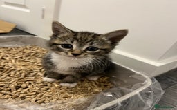 Mixed Breed cats for sale: Beautiful blue eyed boy  - Image 1