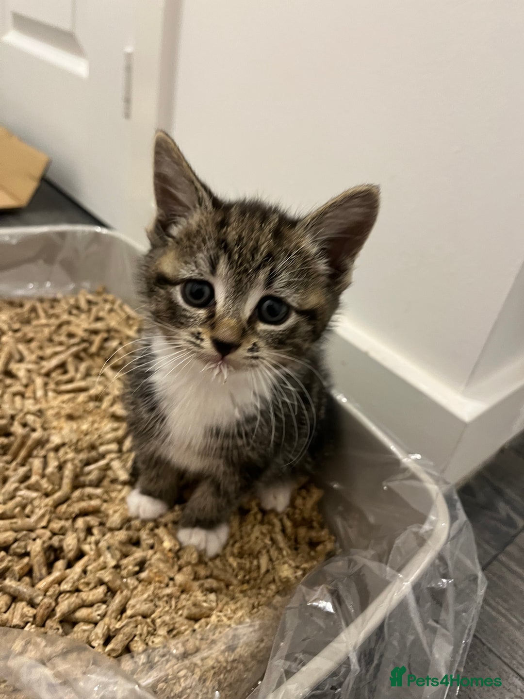 Mixed Breed cats for sale: Beautiful blue eyed boy  - Image 1