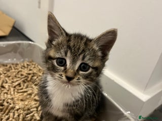 Mixed Breed cats - Advert 16