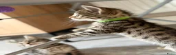 Bengal cats for sale: Beautiful Kittens ready for forever homes. - Advert 23