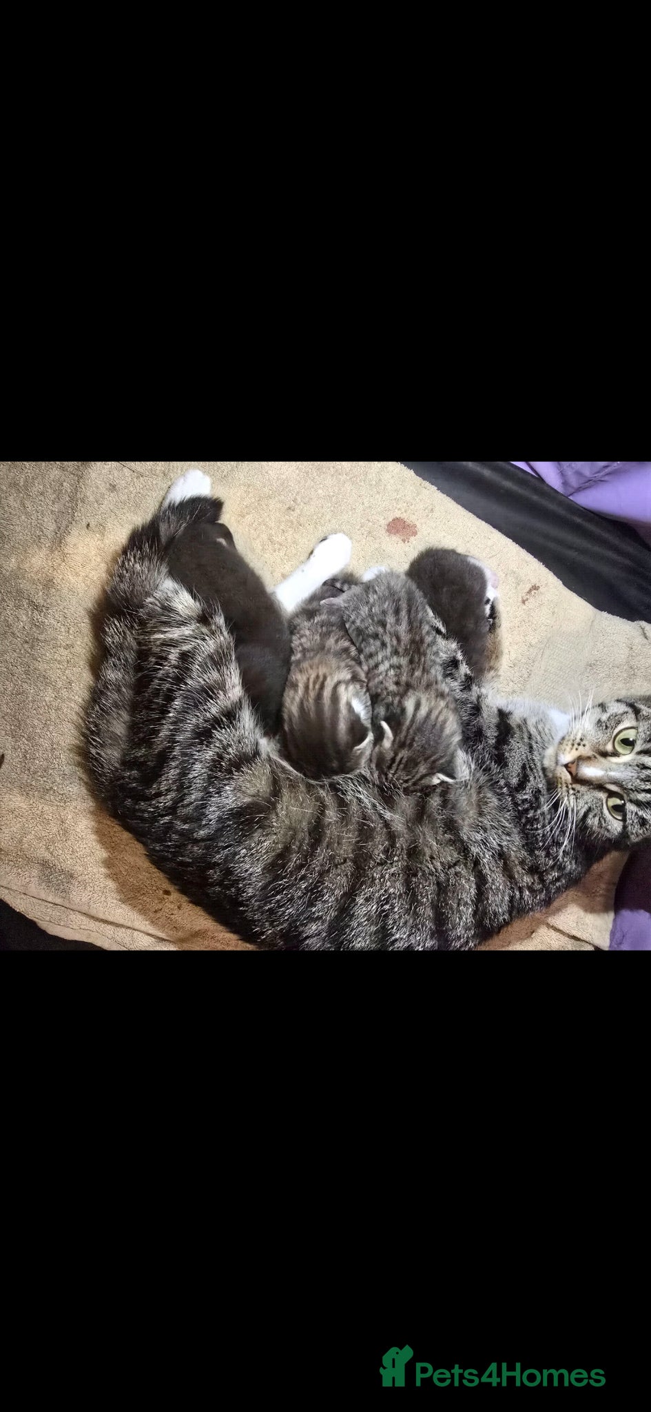 Mixed Breed cats Ready to leave! - Advert 8