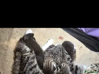 Mixed Breed cats Ready to leave! - Advert 1