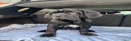Mastiff dogs for sale: 2 Neapolitan mastiff puppies black girls  - Advert 30