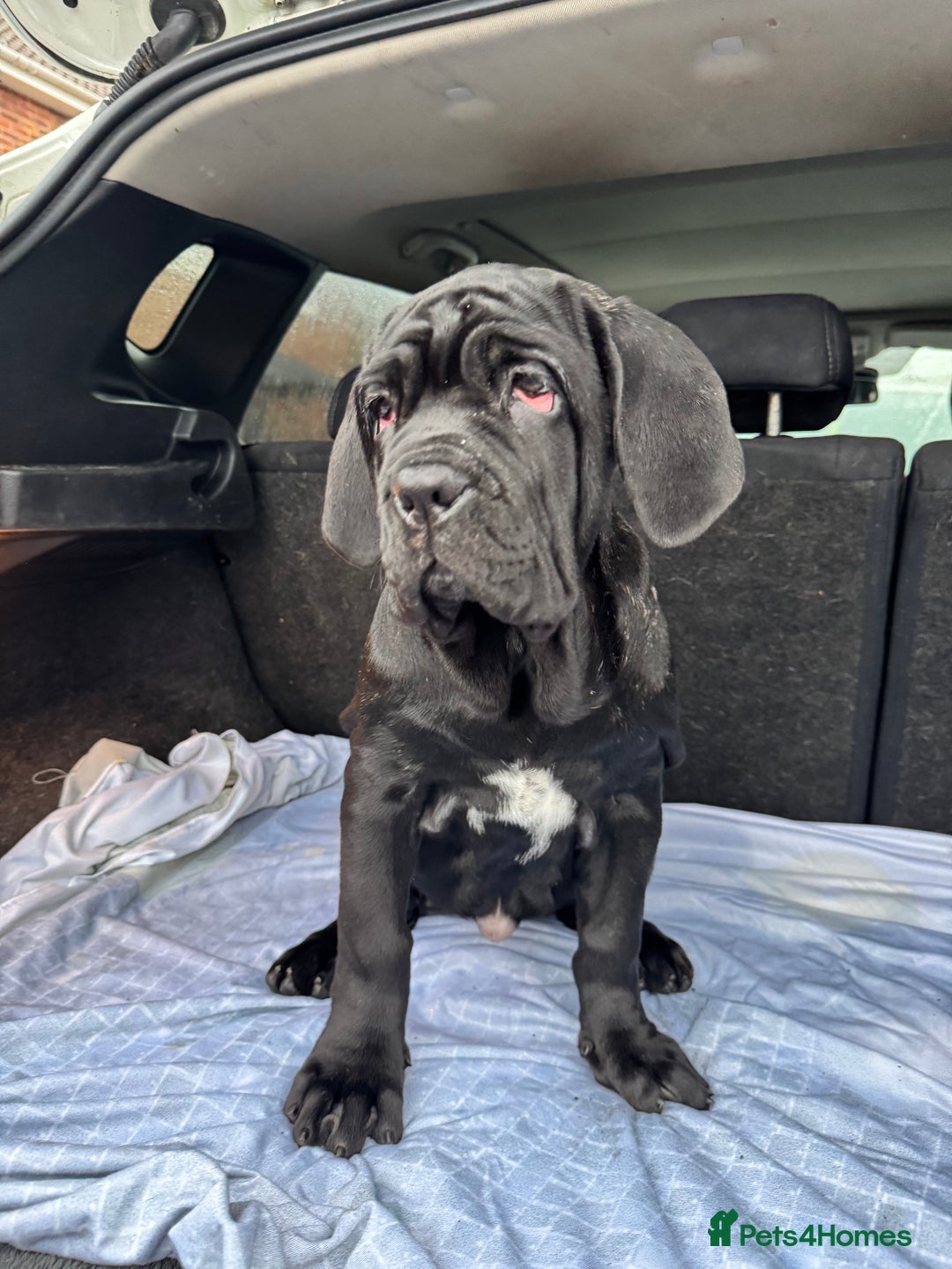 Mastiff dogs for sale: 2 Neapolitan mastiff puppies black girls  - Advert 30