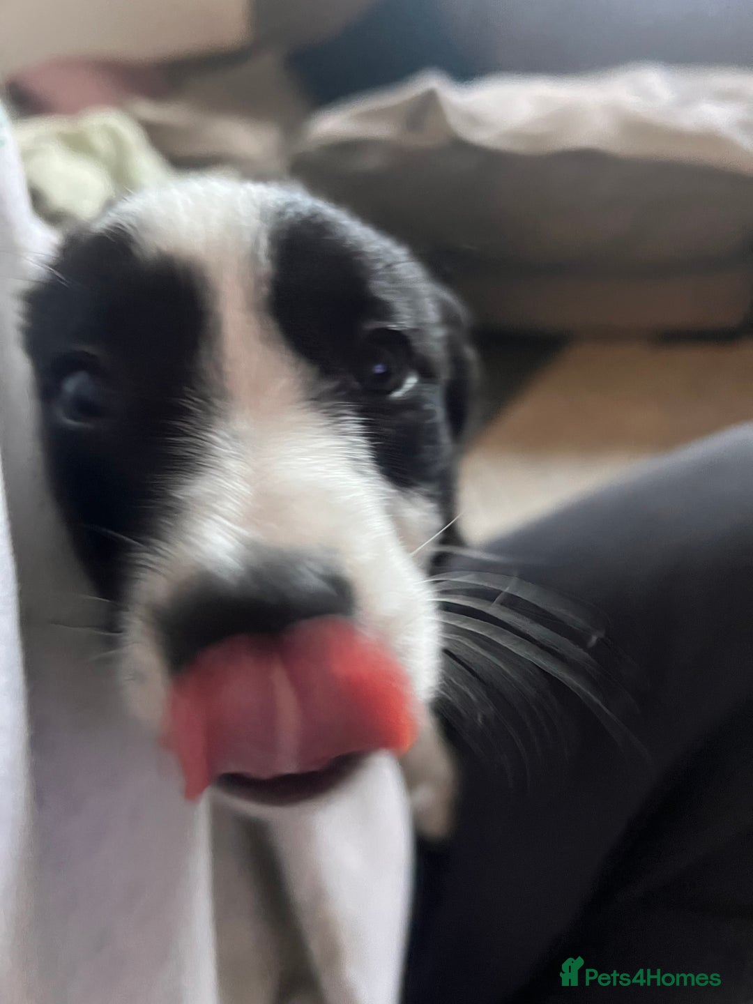 Border Collie dogs for sale: Beautiful MALE Border Collie Puppy - Advert 8