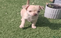 Chihuahua dogs for stud: Reggie the chocolate chi for stud in Ipswich - Image 19
