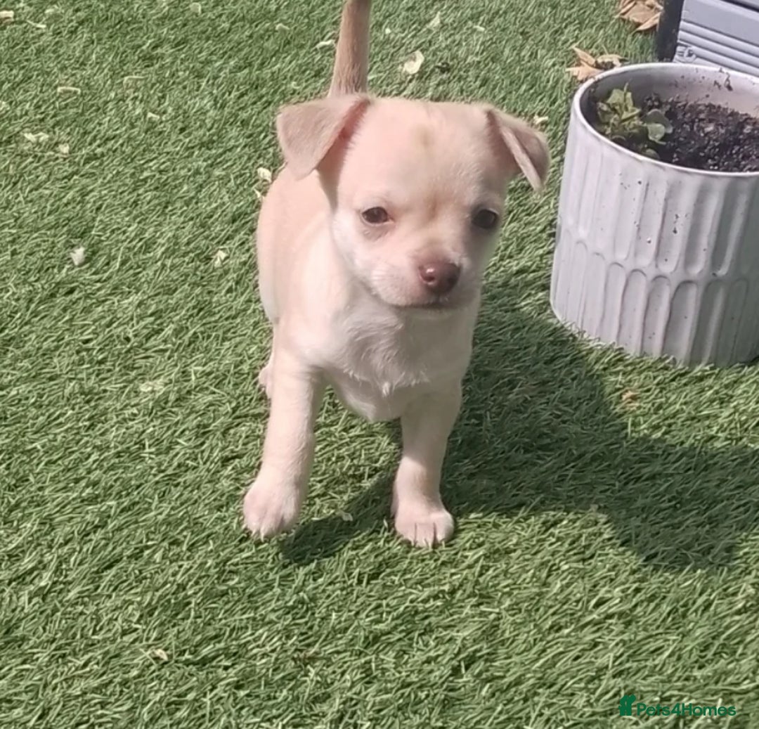 Chihuahua dogs for stud: Reggie the chocolate chi for stud in Ipswich - Image 19