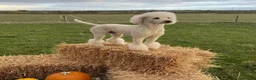 Mixed Breed dogs for sale: Goldador x Standard Poodle Puppies - Advert 6