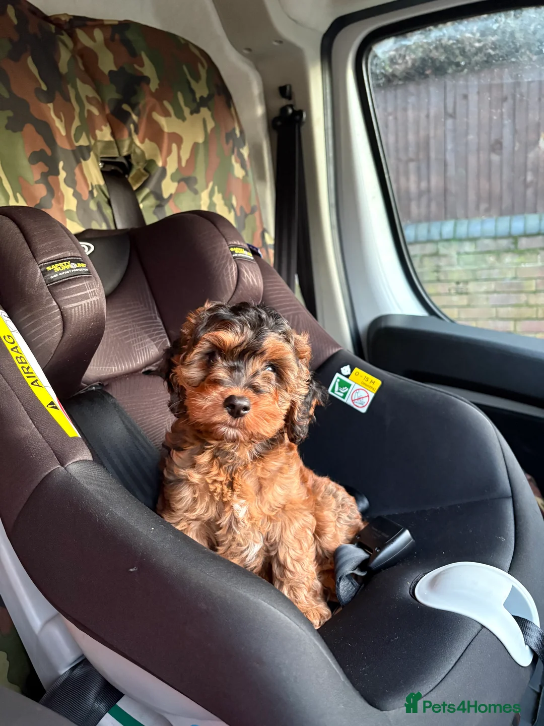 Cockapoo dogs for sale: Cockapoo in Doncaster - Advert 1