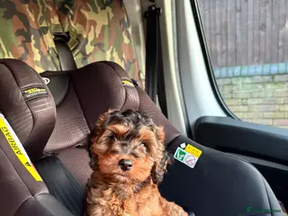 Cockapoo dogs Cockapoo in Doncaster - Advert 7