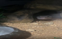 Leopard Gecko reptiles for sale: Female Leopard Gecko!  - Image 4