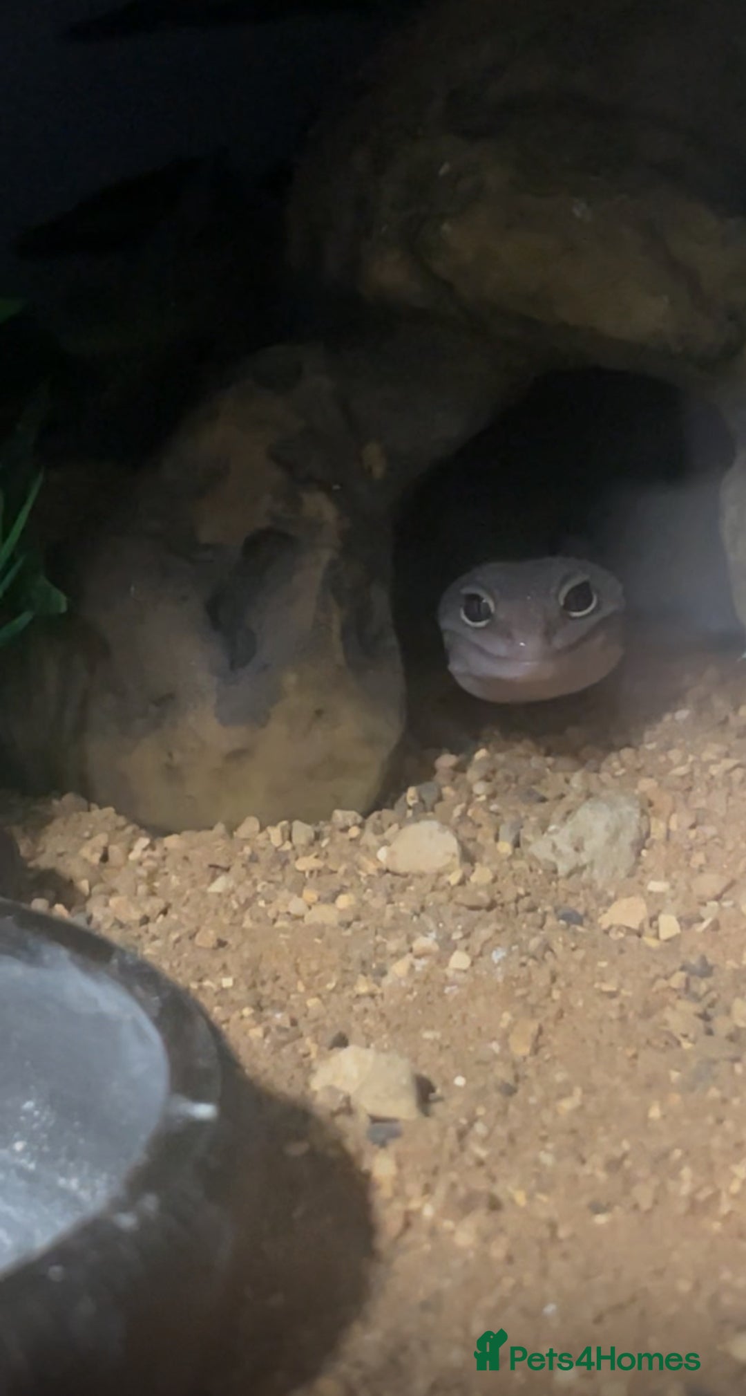 Leopard Gecko reptiles for sale: Female Leopard Gecko!  - Image 4