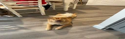 Shar Pei dogs for sale: Beautiful Bearcoat Shar Pei Female (5 yr old) - Advert 1