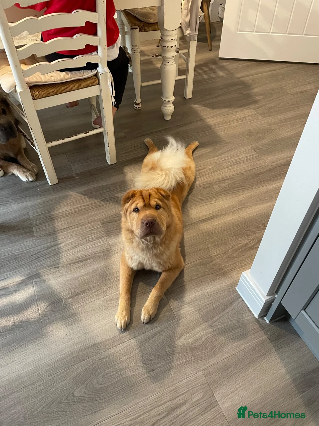 Shar Pei dogs for sale: Beautiful Bearcoat Shar Pei Female (5 yr old) - Advert 1