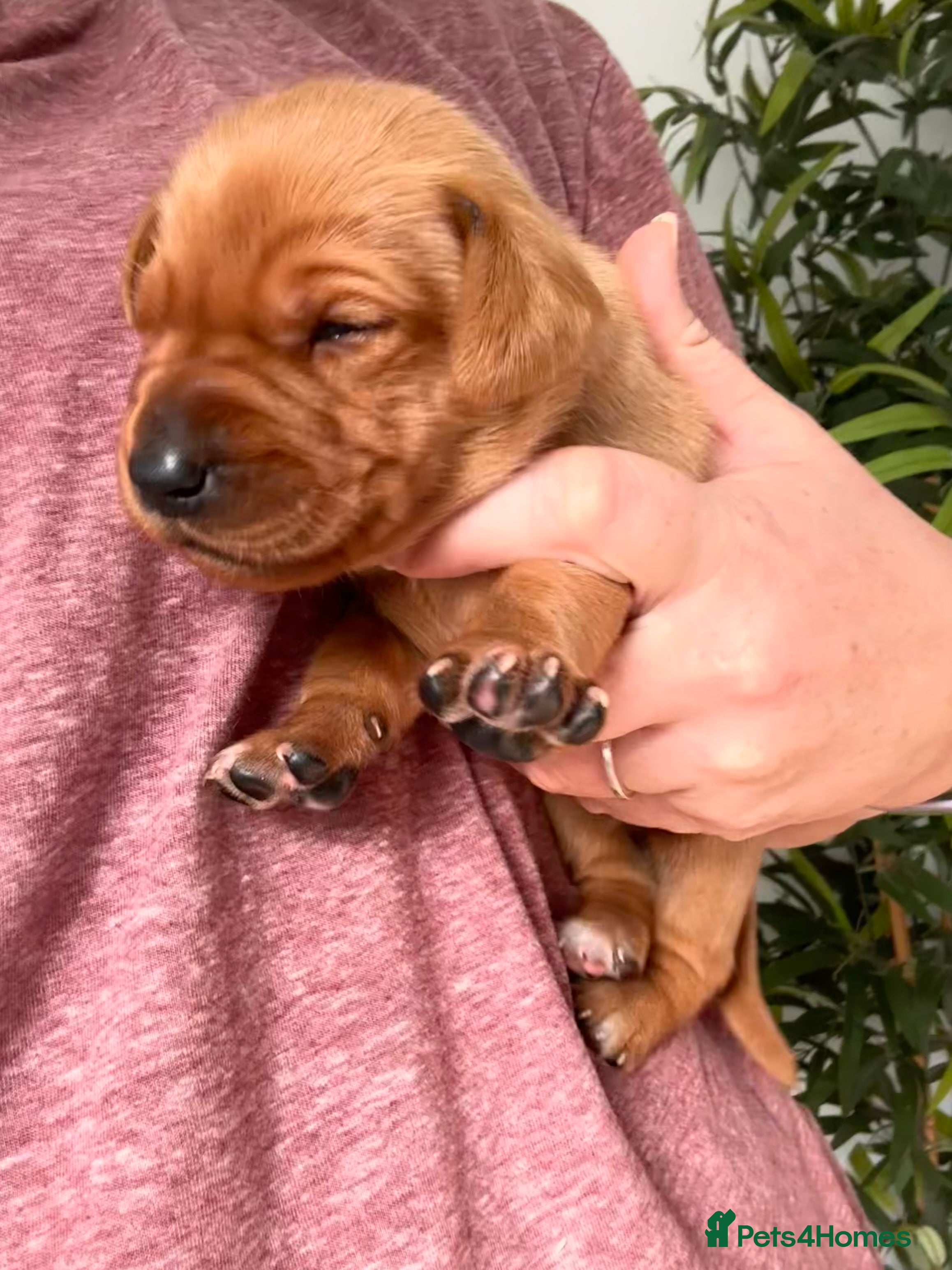 Labrador Retriever dogs Stunning Fox Red Working Labrador Pups  14/11/2026 - Advert 2