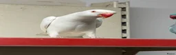 Ringnecks birds for sale:  for sale beautiful pair  - Advert 4