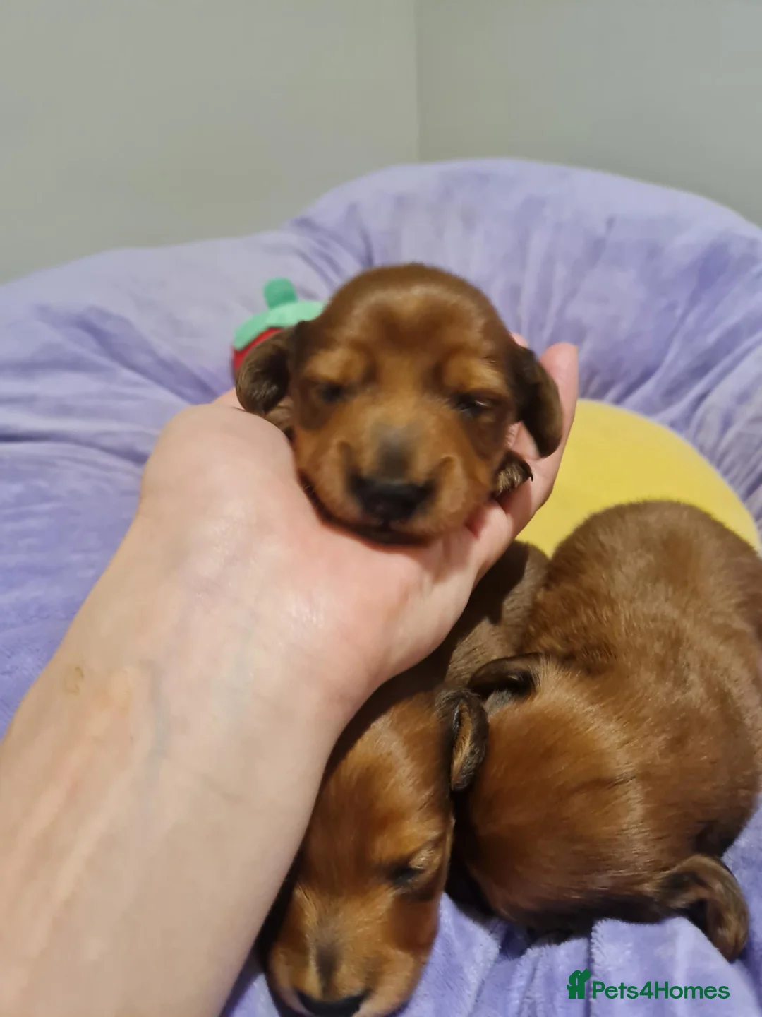 Miniature Dachshund dogs for sale: Pra clear-Beautiful miniature LG Dachshund pupps - Advert 38