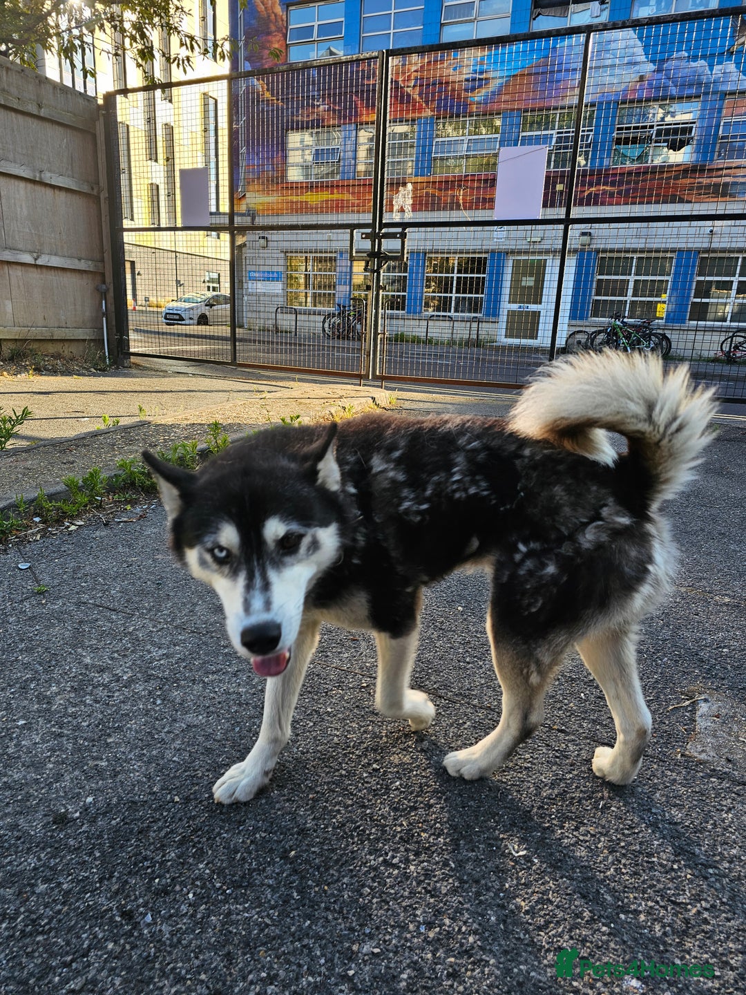 Siberian Husky dogs for sale: Multicolored eyes Husky for sale super friendly - Image 5