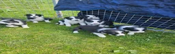 Border Collie dogs for sale: 3 Border Collie Dogs  in Cheddar - Advert 2