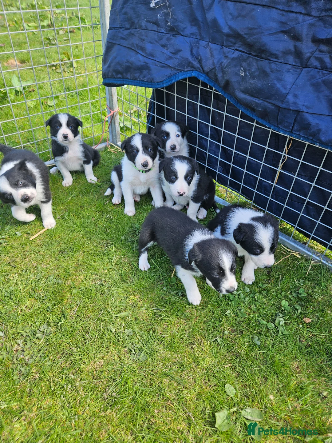 Border Collie dogs for sale: 3 Border Collie Dogs  in Cheddar - Advert 2
