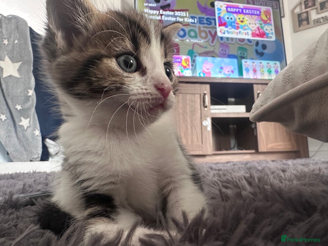 Mixed Breed cats for sale: Last 2 loving kittens  - Image 7