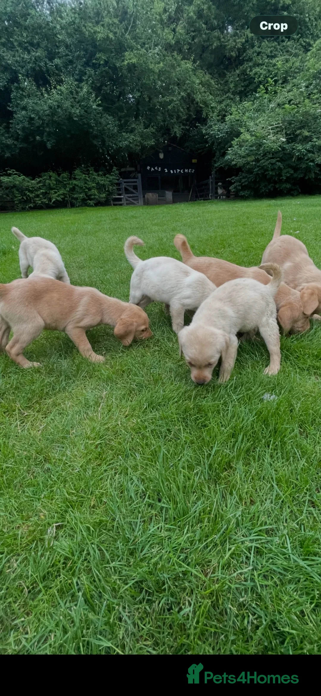 Labrador Retriever dogs for sale: Beautiful Labrador puppies  - Advert 2