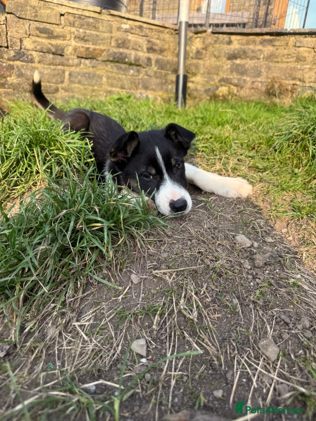 Border Collie dogs for sale: 3 Gorgeous border collie puppies for sale. - Image 10