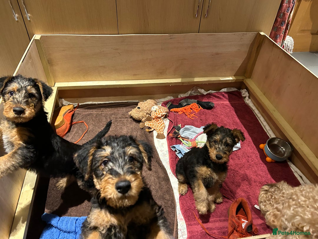 Airedale Terrier dogs for sale: Beautiful Airedale puppy for sale - Advert 3