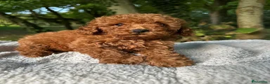 Toy Poodle 1