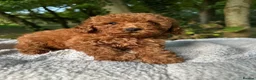 Toy Poodle dogs for sale: Fox Red Toy Poodles Ready 8th July - Advert 4