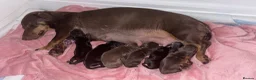Miniature Dachshund dogs for stud: KC registered 5 Generation Stud Dog Available. - Advert 13