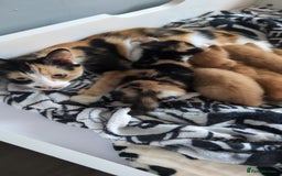 Mixed Breed cats for sale: Beautiful long haired kittens   - Image 3