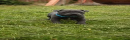 Staffordshire Bull Terrier dogs for sale: Blue KC Registered staffordshire bull terriers  - Advert 2