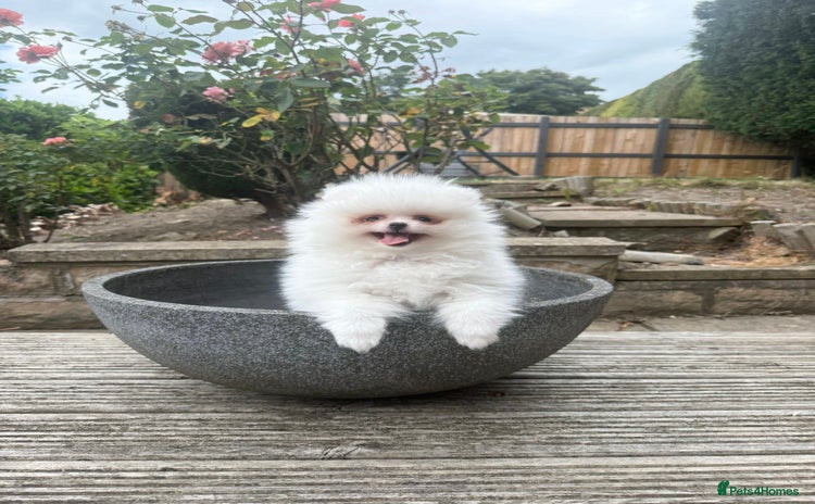 Pomeranian dogs - Advert 2