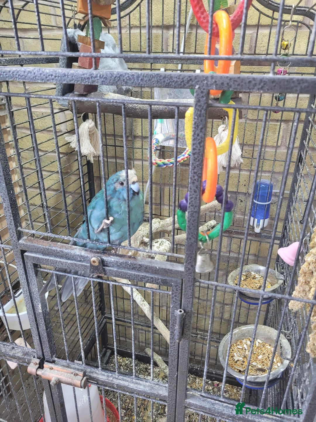 Parakeets birds for sale: Kakariki  - Image 2