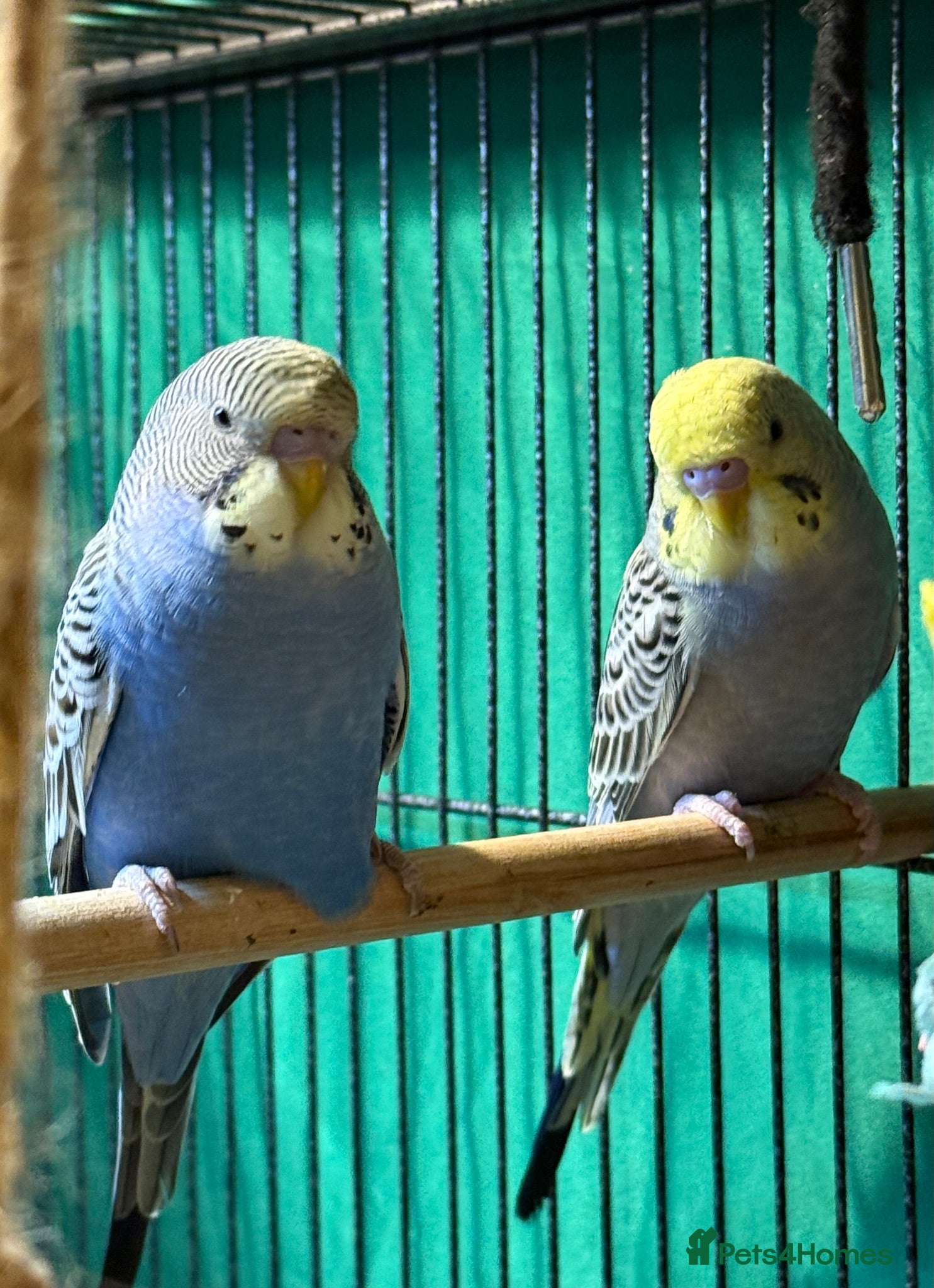 Budgerigars birds   9 weeks old  bonded  budgies males available  - Advert 2