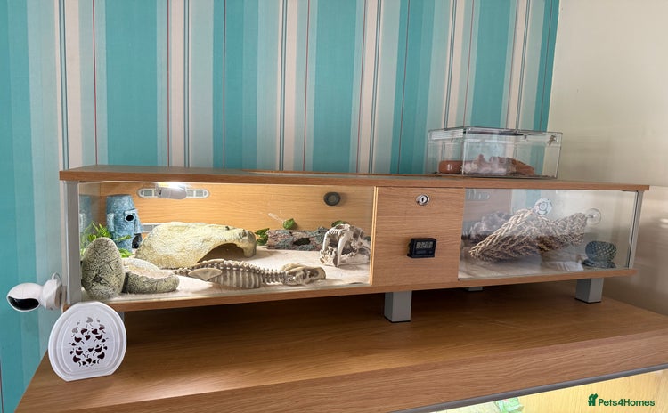 Leopard Gecko reptiles for sale - Advert 1
