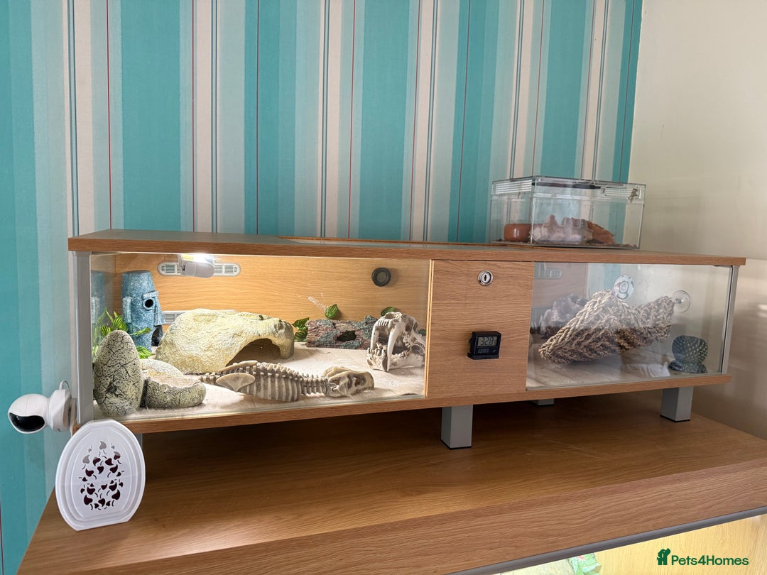 Leopard Gecko reptiles for sale: Leopard gecko  - Image 1